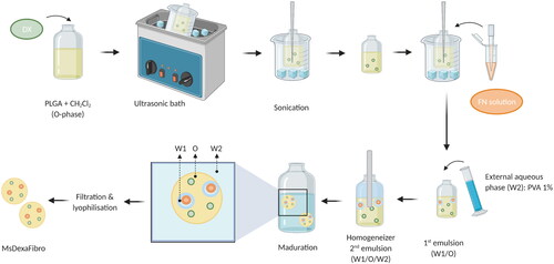 Figure 1. Elaboration scheme of dexamethasone-fibronectin co-loaded PLGA microspheres. Created with BioRender.com.