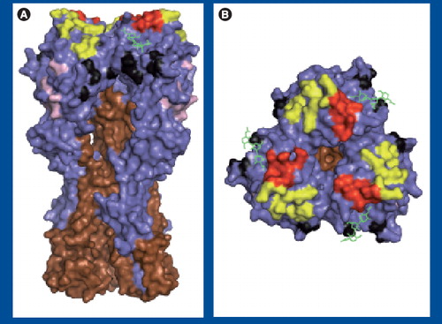 Figure 1. Antigenic sites of H1.(A) Side and (B) top views of A/PR/8/34 HA (Protein Database: 1RVZ). HA1 and HA2 are shown in blue and brown, respectively, and sialic acid is shown in green. Antigenic sites are shown: Sa (yellow), Sb (red), Ca (black) and Cb (pink). Images were generated using Pymol software (DeLano Scientific LLC, CA, USA).