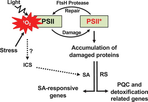 Figure 1. Chloroplast proteostasis-associated retrograde signaling pathways. Inactivation of FtsH2 results in the accumulation of damaged proteins in the chloroplasts of var2-ko. This defect causes enhanced levels of ROS and a change in redox status in the chloroplasts, further impairing the overall proteostasis. The dysfunctional chloroplasts then readjust chloroplast proteostasis, most likely via RS, leading to the accumulation of proteins involved in PQC and ROS detoxification. The reinforced problem in proteostasis appears to also increase the cellular SA content via the chloroplast ICS pathway in the absence of transcriptional induction of genes involved in SA synthesis. SA then rapidly induces SRGs.