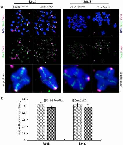 Figure 3. The expression levels of REC8 and SMC3 proteins on arm chromosomes. (a) The levels of chromosome-associated REC8 and SMC3 proteins were detected by immunofluorescence in oocytes at the MI stage. Representative images show DNA (blue), CREST (magenta), REC8 (green) and SMC3 (green). Scale bar, 5 μm. (b) REC8 and SMC3 fluorescence intensities were quantified. Data are the means ± SEM; ≥152 bivalents of each group were analyzed.