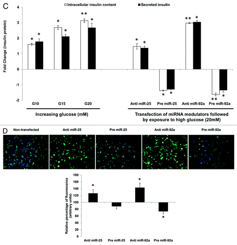 Figure 2C–D. (C) Changes in insulin protein in INS-1 cells. INS-1 cells were subjected to increasing glucose concentration (G10, 15, and 20 mM) to study relative changes in insulin protein (left panel). Data presented as mean ± SEM (n = 3) against control at 5 mM glucose concentration. Intracellular insulin content (in white bar) and secreted insulin (in black bar) are normalized to total protein content. Further, the effects of miR-25 and miR-92a on insulin protein were determined by modulating the expression of miRNAs independently (right panel). Following transfections, cells were subjected to high glucose (20 mM). Cells transfected with scrambled miRNAs (anti or pre) followed by the same high glucose (20 mM) treatment were used as corresponding controls. All transfections of miRNAs were done at 30 nM concentration. Data presented as mean ± SEM (n = 3) against control at 20 mM glucose concentration. Intracellular insulin content (in white bar) and secreted insulin (in black bar) are normalized to total protein content. Statistically significant differences are tested using t-test at p < 0.05 significance. *p < 0.05, **p < 0.01. (D) Insulin I immunoreactives in INS-1 cells transfected with either anti or pre miR-25 or miR-92a. The cells were fixed and immunolabeled with insulin I antibody (green) and nuclear stain Hoechst 33342 (blue). The data presented here is a representative of three independent experiments. Fluorescence signal quantitation was performed according to Su et al.Citation60 using Varioskan® Flash (Thermo Scientific), whereby FITC fluorescence is measured at excitation 490 nm and emission 525 nm. Each signal is normalized to the number of cells by Hoechst 33342 fluorescence measured at excitation 346 nm and emission 460 nm. Relative fluorescence were obtained 48 h post-transfection by normalizing the values against cells transfected with corresponding anti- or pre-scrambled miRNAs. The fluorescence of the controls is considered to be 100%. All transfections of miRNAs were done at 30nM concentration. Data are presented as mean ± SEM (n = 3) against control. Statistically significant differences are tested using t-test at *p < 0.05 significance.