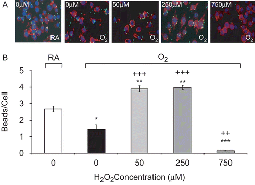 Figure 2.  H2O2 rescues hyperoxia-suppressed phagocytic activity. RAW 264.7 cells were exposed to 95% O2 for 24 h or remained in normoxia (RA), then treated with various concentrations of H2O2 for 1 h, and incubated with FITC-labeled latex beads (green). Cells were stained with rhodamine phalloidin (red) and DAPI (blue) to visualize the cells and nuclei in the fields. (A) Immunofluorescence micrographs of RAW cells (magnification 200×). Each Image represents those from three independent experiments. (B) Quantification of phagocytic ability. At least 100 cells per slide were counted. Each value represents mean ± SE. Value is significantly (*p ≤ 0.05, **p ≤ 0.01, ***p ≤ 0.001) different from normoxia (RA) control; value is significantly (++p ≤ 0.01, +++p ≤ 0.001) different from 95% O2 sample.
