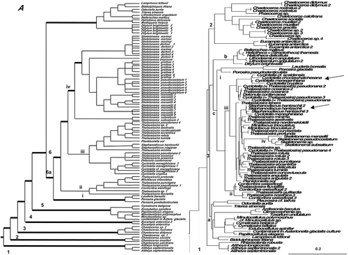 Figure 3. Consensus tree from the last 100 trees of the BI analysis of the Class Mediophyceae from datasets 11 (A) and 25 (B). Thickest lines in A represent 100% PP support for that clade, next thickest line represents >50 % support. Clades are numbered and lettered going from left to right in the tree as discussed in the text, e.g. 1> a> i. Scale bar in B represents 0.3 substitutions/site. Arrows mark two invasions of fresh waters.