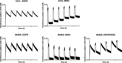 Figure 5. Periodic binding of mono-specific controls Ctrl1 (EGFR) and Ctrl3 (HER2) as well as bispecific MoBi8 (EGFR/HER2) antibody to their corresponding antigens at a concentration of 50 nM. Consecutive association (300 s) and dissociation (30 min) cycles were performed six times in total.