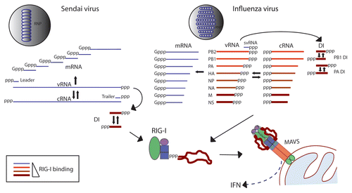 Figure 1 Association of RIG-I with influenza and Sendai virus RNAs in infected cells. Viral RNAs produced in the course of infection by Sendai and influenza viruses are shown. These RNAs include genome (vRNA), antigenome (cRNA), mRNAs, DI RNAs, small viral RNAs (svRNA) of influenza virusCitation24–Citation26 as well as leader and trailer RNAs produced by Sendai virus. RNAs that we have found to associate with RIG-I during infection are depicted in red, with darker color and thicker lines representing greater extent of RIG-I association.