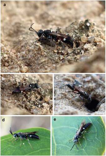 Figure 1. Adult of Alysson spinosus. (a–c) Female with prey at the nest entrance; (d, e) male on the leaf of Syringa vulgaris.