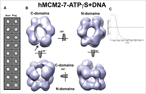 Figure 5. 3D reconstruction of the hMCM2-7–ATPγS–DNA complex. (A) hMCM2-7–ATPγS-DNA reference-free class averages (left panel) and corresponding reprojections from the final structure (right panel). (B) Several views of different surface representations of a 3D reconstruction of hMCM2-7–ATPγS-DNA hexamer filtered to 24 Å. (C) Fourier correlation shell graph of the 3D reconstructed map. The arrow indicates the MCM2-MCM5 “gate.”