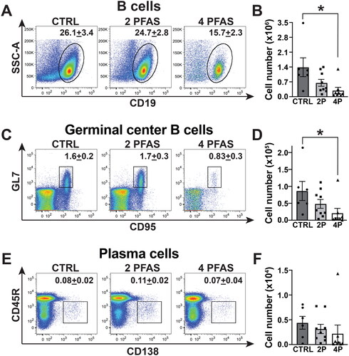 Figure 5. The 4 PFAS mixture affected the B-cell response to influenza A virus infection. Flow cytometry was used to measure B-cell populations in MLN of PFAS-exposed and control mice on Day 14 post-infection. (A) Representative dot plots depict the percentage of B-cells (CD19+) in MLN. Mean percentage of cells is indicated on each plot. (B) Mean number of B- cells. (C) Representative dot-plots show percentage of germinal center (GC) B-cells (GL7+CD95+CD45R+CD138-CD19+CD3-) in each group. (D) Mean number of GC B-cells. (E) Representative dot-plots show mean percentage of plasma cells (CD45R+/-CD138+CD19+CD3-). (F) Mean number of plasma cells in MLN. Data shown are means ± SEM. A one-way ANOVA followed by a Tukey’s HSD post-hoc test was used to compare the data. *significant difference (p ≤ 0.05) between groups indicated. p-values from Tukey’s test are listed in Table S5. CTRL: n = 6, 2 PFAS: n = 9; 4 PFAS: n = 8.