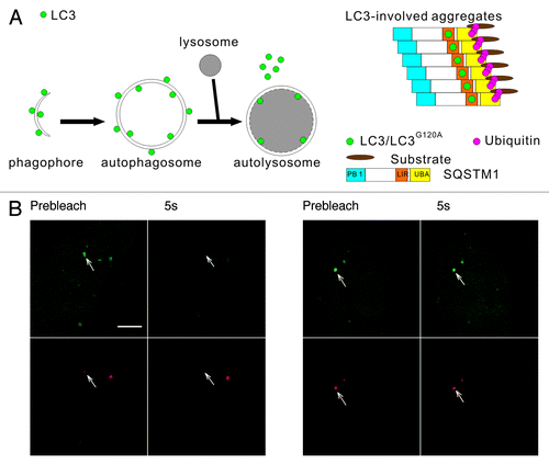 Figure 1. The two types of mRFP-GFP-LC3 puncta have different dynamics in living cells. (A) Schematic diagrams of LC3 associated with the autophagosomal structures and protein aggregates. Left panel: LC3 is bound to both sides of the autophagosomes. Immediately before and after fusion with the lysosomes, the outer membrane-bound LC3 is released from the autophagosomes, and the inner membrane-bound LC3 is degraded in the autolysosomes. Right panel: During the formation of LC3-involved aggregate, the ubiquitinated proteins first interact with SQSTM1, then become protein aggregates through the oligomerization of SQSTM1. LC3/LC3G120A are recruited to the aggregates through their interaction with the LC3 interacting region (LIR) of SQSTM1. (B) FRAP analysis of the mRFP-GFP-LC3 puncta (arrows) in HBSS-starved HeLa cells. Scale bar: 5 μm.