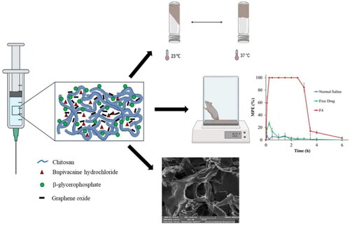 Figure 9. Graphene oxide/chitosan-based nanocomposite hydrogels loaded with bupivacaine. Reprinted with permission from Al Homsi et al. (Citation2022), copyright © 2022 Elsevier B.V.