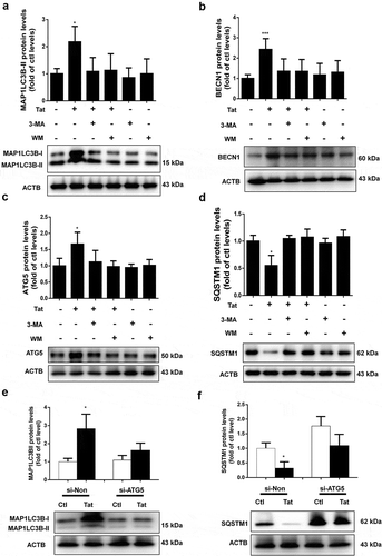 Figure 3. Effect of 3-MA, WM and ATG5 siRNA on Tat-mediated induction of autophagy in HBMECs.