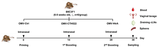 Figure 2. Intranasal immunization strategy and mouse tissue collection. B6C3F1 female mice were primed on day 0 and received two subsequent boosters on days 14 and 28, with each administration comprising 12 µg of either OMV-CTH522, OMV-HtrA, or OMV-Ctrl. Serum, vaginal fluid, draining cervical lymph nodes (cLns), and spleens of the vaccinated mice were collected 10 d after the third immunization.
