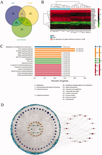 Figure 1. Identification of the active compounds, gene targets, and signalling pathways of XYS. (A) Venn analysis of differentially expressed genes (DEGs) in the XYS, LDSDS, and liver fibrosis groups. (B) Heatmap of DEGs between chronic hepatitis B patients with or without LDSDS (n = 16 in each group). (C) The KEGG pathway analysis directly related to XYS. (D) The XYS-LDSDS-liver fibrosis core network analysis. Green, herbs; orange, compounds; indigo, target proteins directly related to XYS; purple, predicted target proteins directly related to XYS; dark blue, target proteins indirectly related to XYS; light blue, target proteins intermediately related to XYS; dark green, predicted target proteins intermediately related to XYS; deep red, core pathway; pink, noncore pathway.