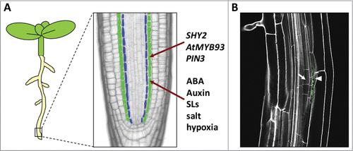 Figure 1. The endodermis and its role in lateral root regulation. (A) An Arabidopsis seedling (left) showing magnification of a confocal section of the root tip (right) with the endodermal cell layer highlighted in green and the pericycle, from which lateral roots arise, in blue. The genes, phytohormones and environmental/stress signals currently known to impinge on the endodermis during lateral root development are shown. ABA, abscisic acid; SLs, strigolactones. (B) Confocal section of an Arabidopsis root showing a developing lateral root primordium (arrow) with expression of pAtMYB93::GUS (green) immediately adjacent to the primordium in the overlying endodermal cell (arrowhead). Image courtesy of George Bassel.