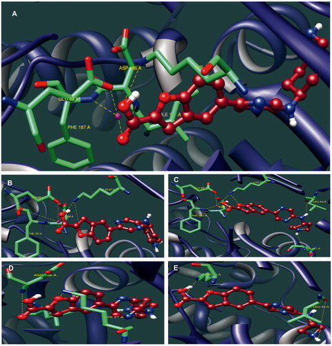 Figure 2. (A) The docking conformation of the most active compound 13 in the active of Pim-1 kinase. (B) The docking conformations of compound 11. (C) Interaction of compound 12 with the active site of Pim-1 kinase. (D) The docking conformation compound 6. (E) Interaction of compound 14 with the active site.