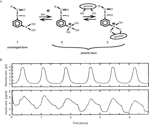 Figure 9.  (a) Equilibria for alkylamidephenylboronic acid. (b) Repeated on–off release of FITC–insulin from PIPAAm–acrylamidephenylboronic acid copolymer gel beads at 28°C, pH 9.0 in response to external glucose concentration changes.