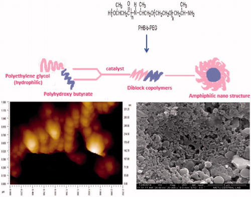 Figure 2. AFM image and SEM photograph of PHB-b-PEG nanoparticles.