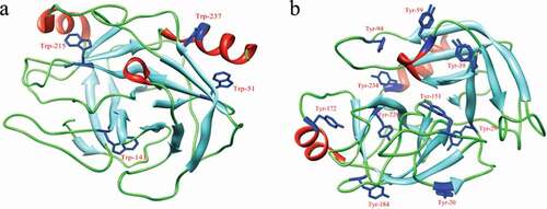 Figure 3. Positions of tryptophan (a) and tyrosine (b) residues in three-dimensional structure of trypsin.