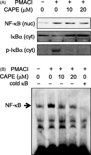 Figure 8. The effect of CAPE on the degradation of IκBα in the cytosol and NF-κB activation in the nuclei of PMACI-stimulated HMC-1 cells. HMC-1 cells were pre-treated with CAPE (10 or 20 μM) for 30 min and then stimulated with PMACI for 30 min. (A) Cytosolic extracts were prepared as described in Materials and methods section and evaluated for IκBα and p-IκBα via Western blot analysis. Nuclear extracts were prepared as described in Materials and methods section and evaluated for NF-κB via Western blot analysis. (B) Nuclear extracts were prepared as described in Materials and methods section and evaluated for NF-κB via EMSA. All the data are presented in the mean ± SD from at least three independent experiments performed in triplicate.