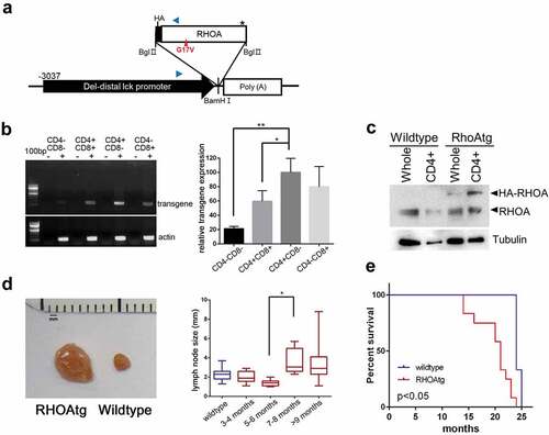 Figure 1. RHOA p.Gly17Val transgenic mice develop asymmetric lymphadenopathy. (a) A schematic diagram of transgene expression vector. Blue arrowheads indicate oligonucleotide primers for genotyping. (b) RT-PCR analysis shows that the transgene is most highly expressed in CD4+CD8− population. The graph on the right side shows results from three independent real-time RT-PCR analyses as means ± S.D. (*) and (**) represent P-values < 0.05 and <0.01, respectively. (c) Immunoblotting for RHOA protein. Note HA-tagged RHOA is seen only in the transgenic mice. Tubulin was used as loading control. (d) Asymmetric lymphadenopathy is seen in virtually all transgenic mice after a prolonged latency. A lymph node from 20-month-old mouse is seen next to a lymph node from an age-matched littermate wild type control mouse. Lymph node sizes of transgenic mice grouped into indicated age brackets. Note the significant increase in the 7–8 month group. (*) represents P-value < 0.05 from t-test. (e) Life span is significantly shortened in RHOA p.Gly17Val transgenic mice. P-value < 0.05 from log-rank test.