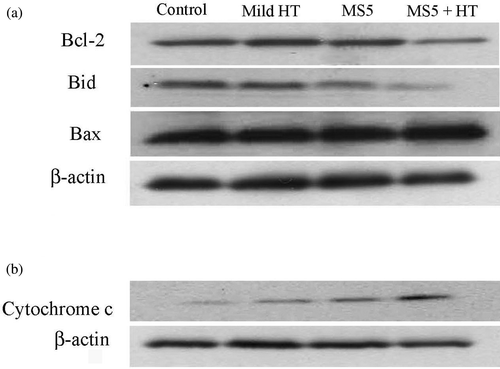 Figure 4. Changes in the expression of Bcl-2 family proteins and cytochrome c release. U937 cells were treated with MS5 (5 µM) and mild HT (41°C) alone and in combination. (a) Changes in the expression of Bcl-2 family, and (b) release of cytochrome c into the cytosol were monitored by western blotting.