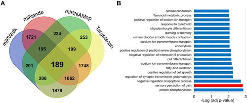 Figure 3 Targeted genes of miR-485-5p were involved in sensory perception of pain. (A) There were 189 potential core target genes of miR-485-5p predicted from miRWalk, miRanda, miRNAMap and Targetscan databases. (B) GO biological process analysis showed that the 189 target genes were mainly involved in sensory perception of pain and protein phosphorylation (red bar represents the process of sensory perception of pain).