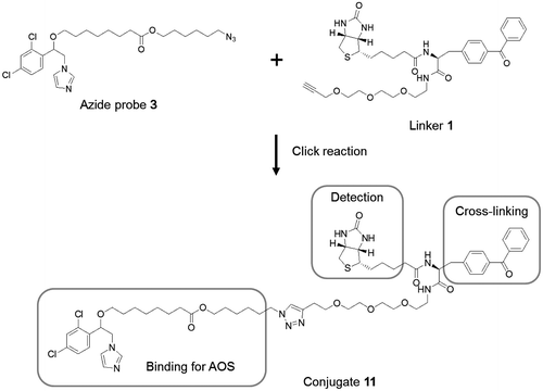 Fig. 4. Structure of conjugate of linker 1 and azide probe 3 (11).