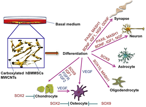 Figure 37 Schematic representation of using carboxylated MWCNTs to regulated the neural gene expression in hBMMSCs in the basal medium.