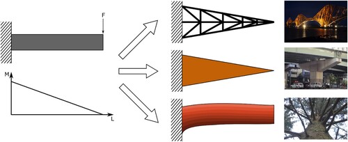 Figure 2. Schematic illustration of beam design concepts in engineering and in nature, demonstrated by a softwood beam.