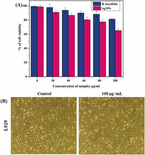 Figure 6. (A) Biocompatibility studies of Ag NPs against human fibroblast cell lines (L929). (B) Morphological identification of normal cell line (L929).