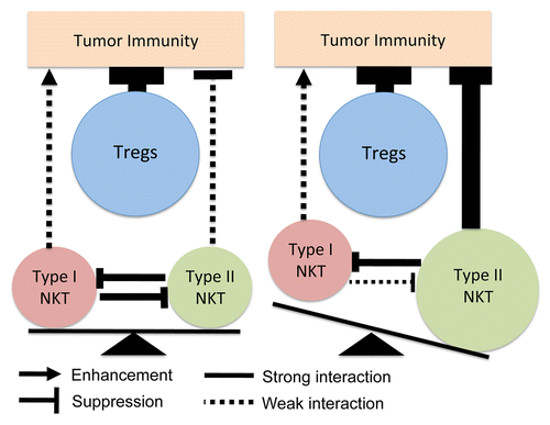 Figure 1. The balance between Type I and Type II natural killer T cells and regulatory T cells in the control of antitumor immunity. Type I natural killer T (NKT) weaken the immunosuppressive activity of their Type II counterparts, leaving regulatory T cells (Tregs) as dominant immunosuppressors (left panel). In the absence of a balance between Type I and II NKT cells, the former are unable to effectively inhibit the latter, so both Tregs and Type II NKT cells exert strong immunosuppressive effects (right panel).