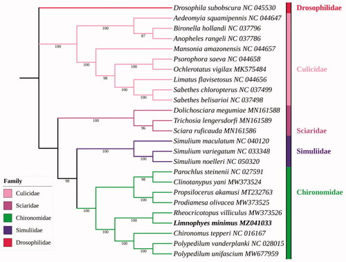 Figure 1. Phylogenetic tree based on 37 genes of mitogenomes of 25 Nematocera species inferred by maximum likelihood method (ML tree).