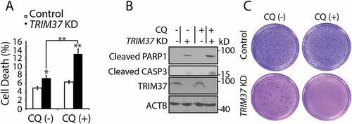 Figure 8. Survival of TRIM37 KD cells may depend on lysosomal functions. (a and b) HepG2 control and TRIM37 KD cells were treated without (-) or with (+) CQ (10 μM) for 16 h. (a) Cells were collected for PI staining to analyze the percentages of cell death. Data from triplicate samples in each group are presented as mean ± SEM and representative of 3 independent experiments; *: p < 0. 05; **: p < 0. 01; (Student’s t-test). (b) Cells were also collected for protein detection with the indicated antibodies. (c) HepG2 control and TRIM37 KD cells were grown in soft agar in the absence (-) or presence (+) of CQ (10 μM). The pictures were taken after 2 weeks