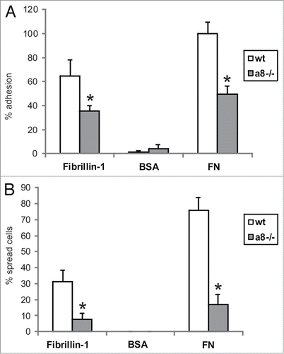 Figure 3. Attachment of wild type (wt) and α8 integrin-deficient (a8−/−) mesangial cells on fibrillin-1 fragment. A: evaluation of cells adhered to fibrillin-1. B: evaluation of cells spread on fibrillin-1. Coating with bovine serum albumin (BSA) served as a negative control, coating with fibronectin (FN) served as a positive control. Results are representative for 3 independent experiments. Data are means ± sd. * P < 0.05 vs. wt.