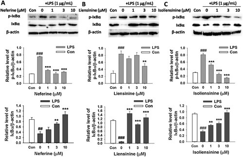 Figure 4. Effects of Neferine, Liensinine and Isoliensinine on LPS-induced IκBα phosphorylation and degradation in macrophages. RAW264.7 cells were treated with Neferine (A), Liensinine (B) or Isoliensinine (C) (1–10 μM) in the presence of LPS (1 μg/mL) for 0.5 h. Phosphorylated or total IκBα was detected by western blot. ##P < 0.01, ###P < 0.001 as compared with the blank control group (Con), **P < 0.01, ***P < 0.001 as compared with the LPS alone group.
