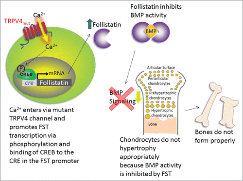 Figure 1. Schematic of the mechanisms by which TRPV4 mutations may lead to skeletal dysplasias. Ca2+ enters through the mutant channel, causing phosphorylation of CREB, which binds CRE and causes FST transcription. FST inhibits BMP activity, which prevents chondrocytes from undergoing hypertrophy and forming bone, thus leading to skeletal dysplasia.