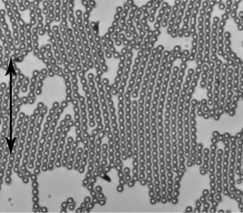 Figure 8. Dipolar nematic colloids in a planar cell of 4-cyano-4-n-pentylbiphenyl. The thickness of the cell is smaller than twice the diameter of the particles. The concentration of microspheres has been increased so that densely packed structures are observed.