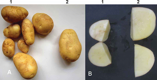 Fig. 1. Symptoms of Potato mop-top virus (PMTV) in potatoes collected in Huidong county in Guangdong province, China. A. Necrotic rings/arcs on tubers of potato ‘Favorita’ upon harvesting. 1, symptomatic tubers; 2, symptom-free (healthy-looking) tuber. B. Necrotic rings/arcs in flesh of tubers of potato ‘Favorita’ upon harvesting. 1, symptomatic tuber; 2, symptom-free (healthy-looking) tuber.