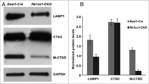 Figure 9. There were decreased levels of lysosome markers consistent with defective processing of intracellular debris. Western blots (A), and quantification (B) showing decreased levels of the lysosome proteins LAMP1 and mature CTSD/cathepsin D (M-CTSD) in the RPE of the Rb1cc1-CKO mice as compared to littermate controls.