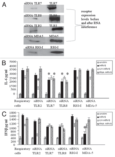 Figure 3 Inhibition of HRV6 activation of human airway cells by silencing TLRs MDA-5 and RIG-I. Following RNA interference (receptor expression levels were reduced by 80% by RNA interference A) human airway cells were either not stimulated (grey bar charts), incubated with HRV6 (black bar charts), incubated with UV-inactivated HRV6 (white bar charts) and HRV6 ssRNA (stripped bar charts). The supernatants were harvested and assayed for IL6 cytokine secretion in 2 h (B) and IFNβ secretion in 4 h (C) using the Cytometric Bead Array (CBA) system (Becton Dickinson). Fluorescence was detected using a FACSC alibur (BectonDickinson). The data represents the mean of three independent experiments. Asterisks denote statistical significance (p < 0.001).