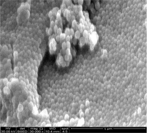 Figure 1 SEM of PTS-ZN NSs (P5 formula).