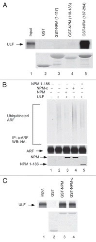 Figure 2 The binding between ULF and NPM is necessary for NPM-mediated effects on ULF function. (A) ULF interacts with NPM (187–294). The GST-NPM (187–294) (lane 5), GST-NPM (118–186) (lane 4), GST-NPM (1–117) (lane 3) or GST alone (lane 2) were used in a GST pull-down assay with in vitro translated 35S-labeled ULF. 35S-labeled proteins were detected by autoradiography (upper). Levels of the GST alone and different mutant GST NPM proteins were shown (lower). (B) ARF ubiquitination mediated by ULF is inhibited by NPM but not NPM-c and NPM (1–186). NPM-/-p53-/-MEF cells were cotransfected with vectors encoding HA-tagged ubiquitin, p14ARF, ULF, NPM, NPM-c or NPM1–186 as indicated. Lysates were immunoprecipitated with anti-ARF antibody (ab-4, Labvision), and separated proteins were blotted with antibodies to the HA-tag (upper), polyclonal ARF (middle) or monoclonal NPM antibodies (lower). (C) NPM-c as well as NPM interacts with ULF in vitro. The GST-NPM-c protein (GST-NPM-c) (lane 4), GST-NPM (lane 3) or GST alone (lane 2) were used in a GST pull-down assay with in vitro translated 35S-labeled ULF. The presence of 35S-labeled protein was detected by autoradiography (upper). The proteins of GST-NPM and GST alone were stained with Coomassic blue (lower).