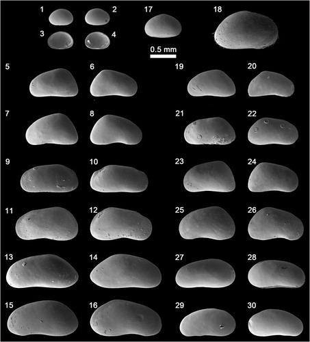 Fig. 4  Scanning electron microscope images of ostracod valves from the Indigirka Lowland. Cyclocypris ovum: (1) female left valve (LV), (2) female right valve (RV), (3) female RV inner view, (4) female LV inner view; Fabaeformiscandona krochini: (5) female LV, (6) female RV, (7) male LV, (8) male RV; Fabaeformiscandona sp.: (9) female LV, (10) female RV, (11) male LV, (12) male RV; F. pedata: (13) female LV, (14) female RV, (15) male LV, (16) male RV; Cypria exsculpta: (17) carapace; Eucypris sp.: (18) RV; Fabaeformiscandona harmsworthi: (19) female LV, (20) female RV; F. groenlandica: (21) female LV, (22) female RV; Candona muelleri jakutica: (23) female LV, (24) female RV, (25) male LV, (26) male RV; F. protzi: (27) female carapace, left side, (28) female carapace, right side, (29) male LV, (30) male RV.