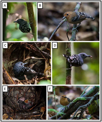 Figure 16. Photo-documentation of avian species during the faunal inventory in the vicinity of Boanamo, Orellana Province, Ecuador, 200–270 m. Adults, nest, and eggs of Scaled-backed Antbird Willisornis poecilinotus lepidonotus. (A) Adult male; (B) Adult female approaching nest with prey; (C) Adult male at nest; (D) Adult male approaching nest with prey (spider); (E) Newly hatched nestlings and egg shells in nest; (F) Adult female. Photos H. F. Greeney.