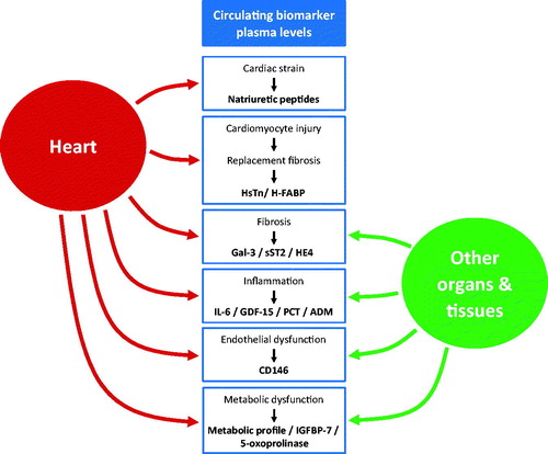 Figure 1. Novel heart failure biomarkers are not cardiac specific. A schematic depiction of the contribution of the heart and other organs and tissues to circulating plasma levels of several protein/peptide heart failure (HF) biomarkers. Only a selection of biomarkers is cardiac specific and many (novel) HF biomarkers are also produced in other organs and tissues. Within the boxes, the names of the biomarkers and associated processes are shown. Abbreviations are explained in the text.
