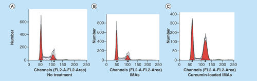 Figure 4.  Effect of invertible micellar polymer nanoassemblies-delivered curcumin on cell cycle.MG63 osteosarcoma cells were analyzed by fluorescence-activated cell sorting analysis after 24 h: (A) untreated, (B) IMAs and (C) curcumin-loaded IMAs.IMA: Invertible micellar polymer nanoassembly.