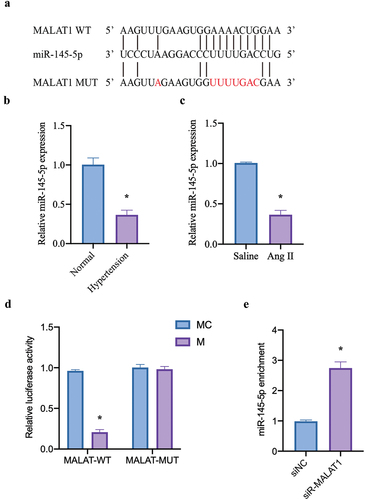 Figure 3. MALAT1 functions as a ceRNA for MiR-145-5p. (a) Bioinformatics website http://starbase.Sysu.edu.cn/prediction of lncRNA MALAT1 and miR-145-5p. Expression of miR-145-5p in the aorta of Ang II-induced hypertensive mice (b) and in Ang II-stimulated VSMCs (c) were detected by qRT-PCR (Ang II: angiotensin II, VSMCs: vascular smooth muscle cells, *p < .05 vs. saline, n = 6). (d) a dual luciferase reporter gene assay was used to detect luciferase activity in VSMCs co-transfected with lncRNA MALAT1 WT/MUT and miR-145-5p M/MC (*p < .05 vs. MALAT-WT MC, n = 3). (e) the targeting relationship between miR-145-5p and lncRNA MALAT1 was detected by the RNA binding protein immunoprecipitation method (*p < .05 vs. si-NC, n = 3). The data were presented as the means ± SEM.