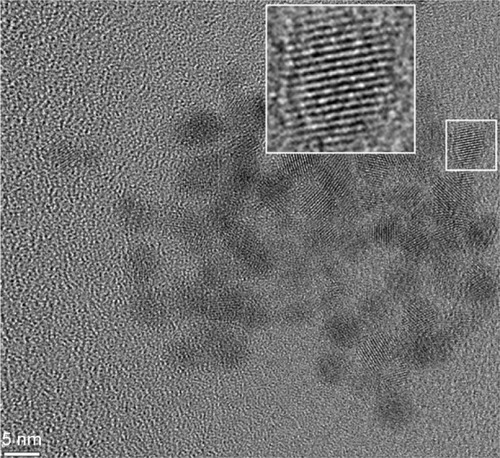 Figure 1 A typical TEM micrograph of 3MPA-QDs.Abbreviations: TEM, transmission electron microscopy; 3MPA-QD, 3-mercaptopropionic acid-coated CdSe-CdS/ZnS core-multishell quantum dot.