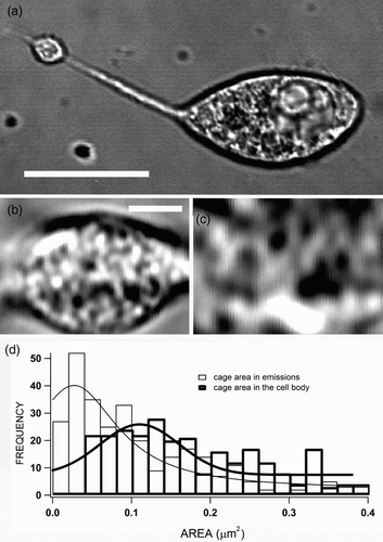 Figure 1. Cytoskeletal organization in neurite-emitting bovine chromaffin cells. Bovine chromaffin cells were isolated and cultured (as described in “Materials and methods” section); after 3–5 days of plating, many cells emitted neurites as the example cell observed by the transmitted light channel implemented in a confocal microscope (a). Parts (b) and (c) present high-magnified images of the neurite tip and a part of the cell body, respectively, evidencing the presence of cytoskeletal cages (dark spaces) with different sizes in both areas of the cell. These dark spaces were measured for eight cells and the size distribution plotted for neurites and the cell body (d). The estimated average area of the cages are 0.075±0.005 and 0.17±0.01 μm2 for the neurite emission and the cell body, respectively. Bars represent 10 μm in (a) and 1 μm in (b).