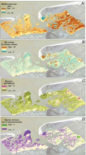 Figure 9. Spatial mapping of Pinkegat and Zoutkamperlaag for 2019 using the combined 2019 model. A) Median grain size, B) Silt content, C) Biomass, and D) Species richness.